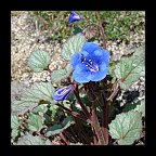 phacelia campanularia
